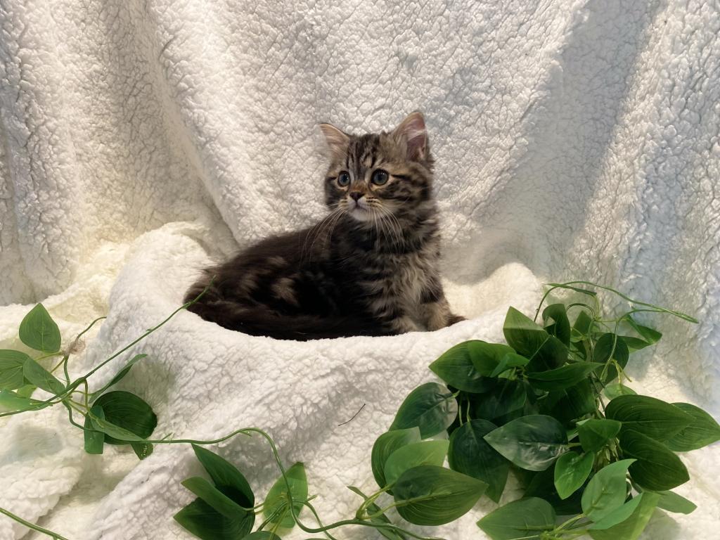 Baby Boy photo 2
