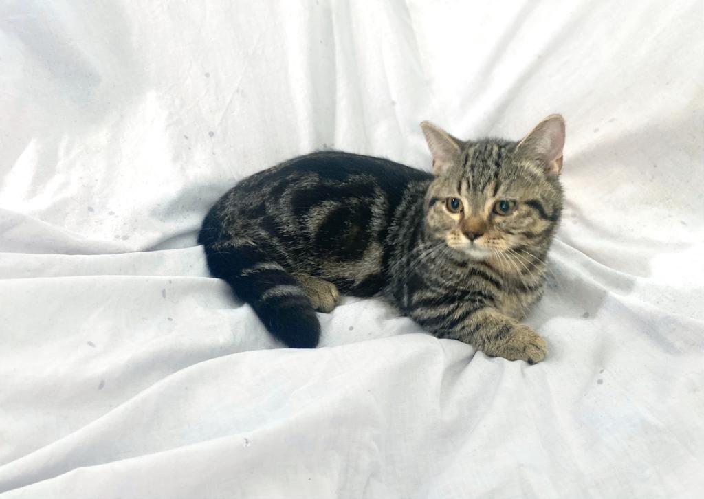 Short Boy photo 2