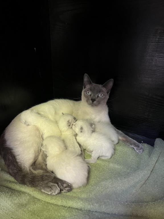 Siamese  Litter