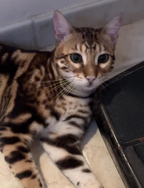 Bengal Male Cat photo 6