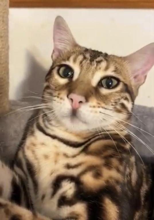 Bengal Male Cat photo 3