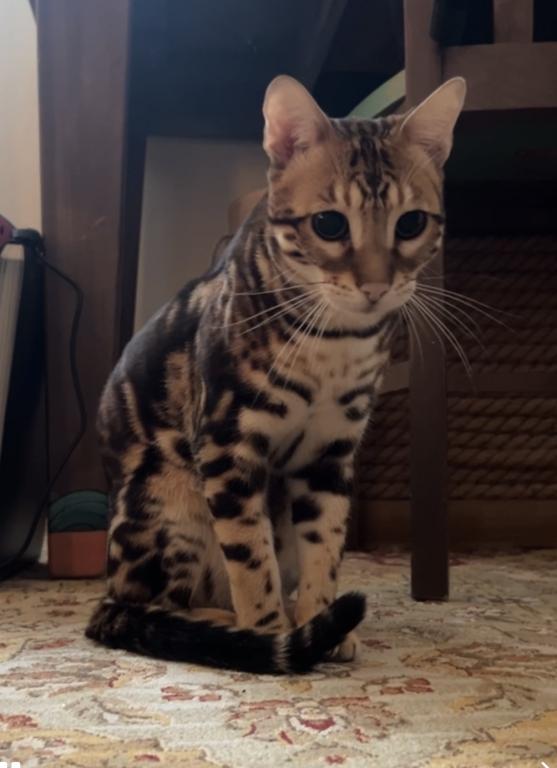 Bengal Male Cat photo 7