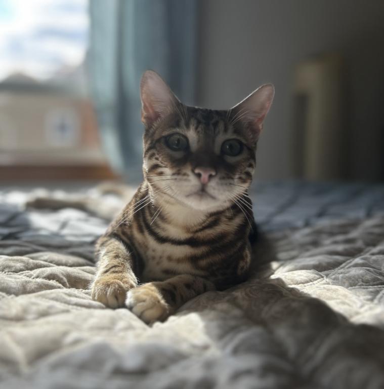 Bengal Male Cat photo 11