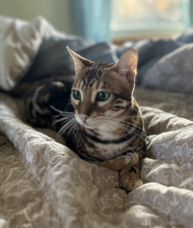 Bengal Male Cat photo 4