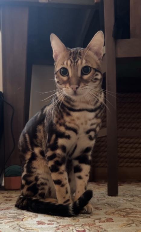 Bengal Male Cat photo 8