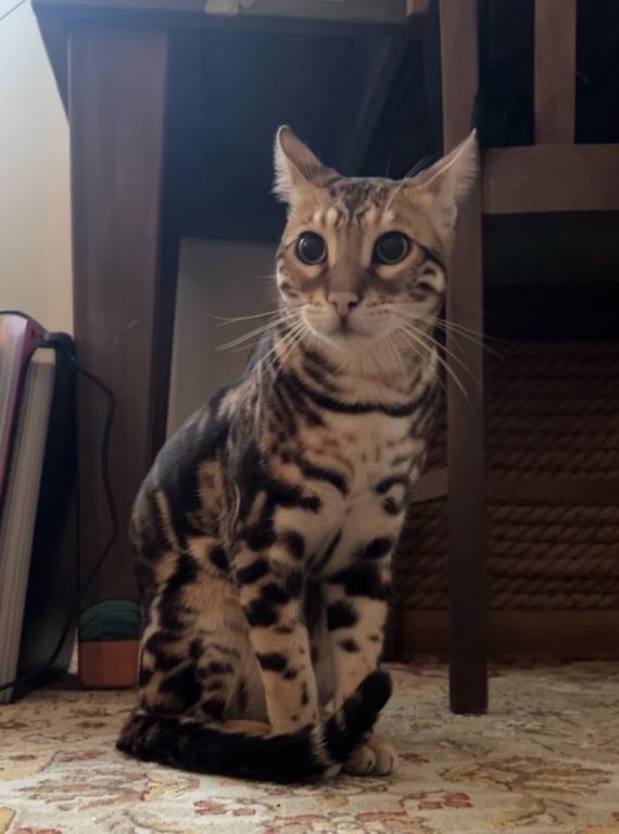 Bengal Male Cat photo 9