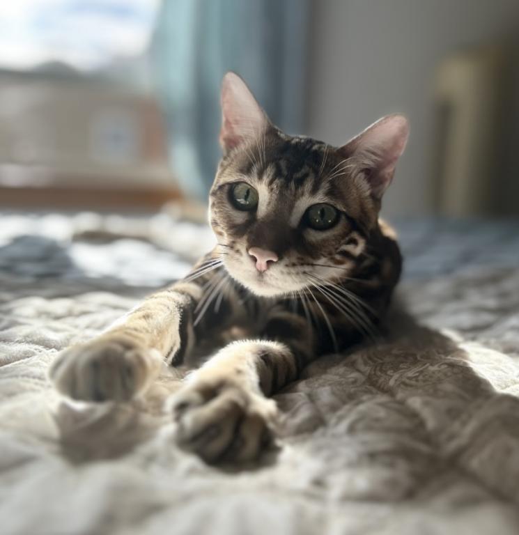 Bengal Male Cat photo 12