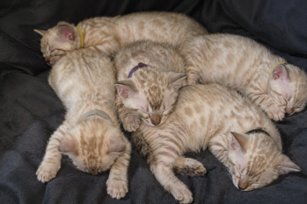 Snow Minks Bengals MAY 19th photo 7