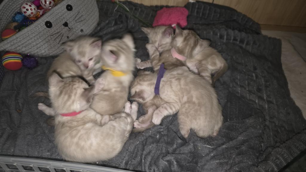Snow Minks Bengals MAY 19th photo 8