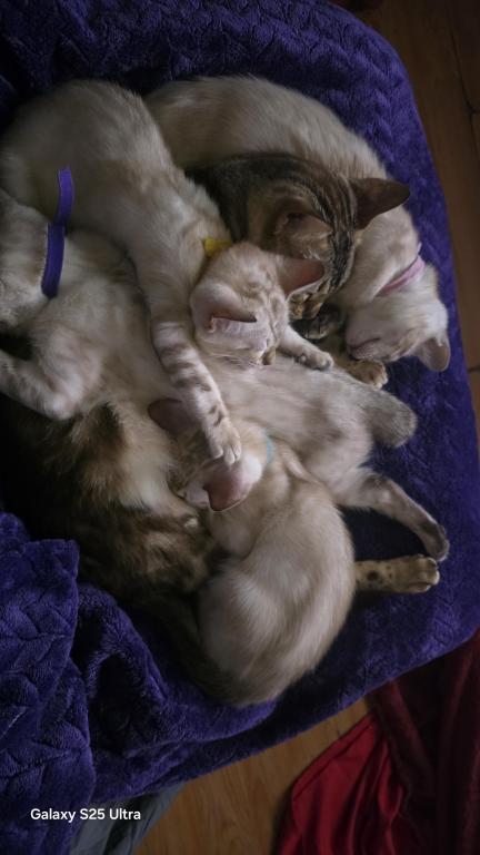 Snow Minks Bengals MAY 19th photo 19