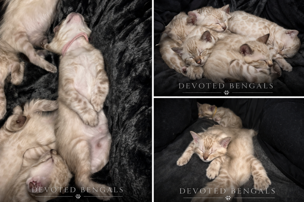 Snow Minks Bengals MAY 19th photo 6
