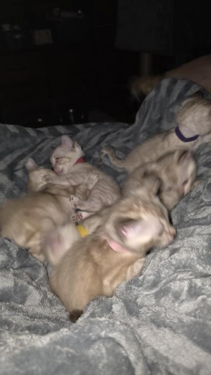 Snow Minks Bengals MAY 19th photo 12
