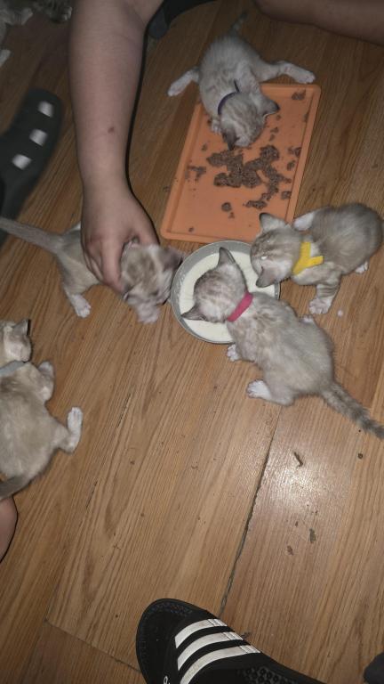 Snow Minks Bengals MAY 19th photo 11