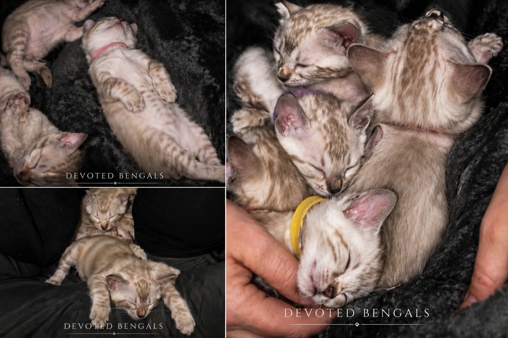 Snow Minks Bengals MAY 19th photo 2