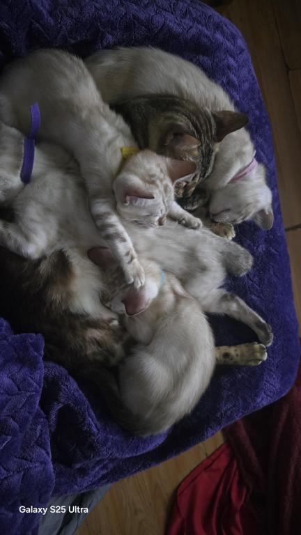 Snow Minks Bengals MAY 19th photo 18