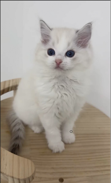 Lanmei Blue Lynx Bicolor photo 2