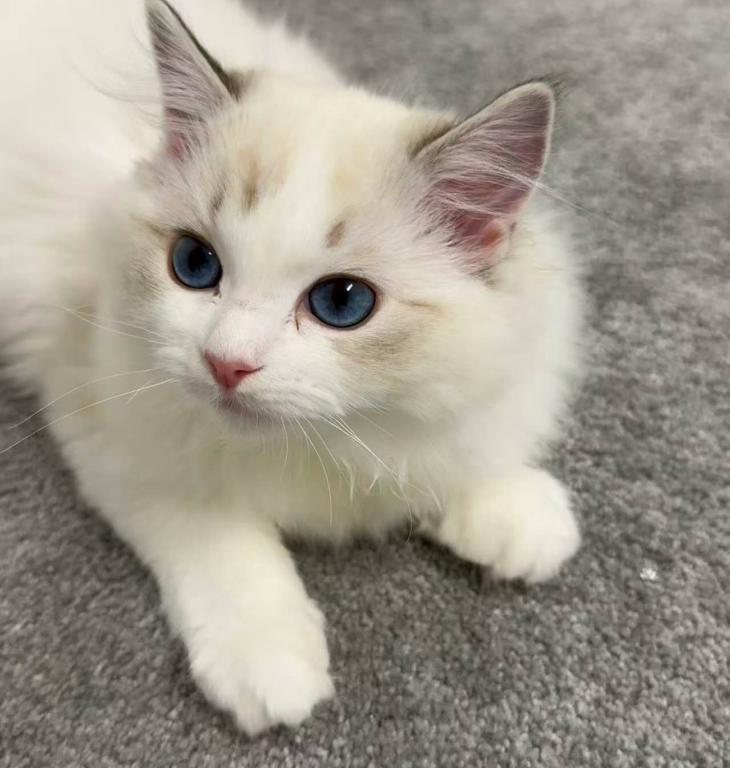Lanmei Blue Lynx Bicolor