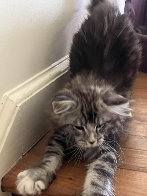 Nikita Coons Bull photo 6