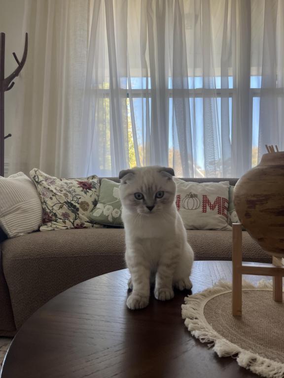 Theodore photo 2