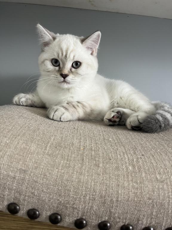 Theodore photo 1
