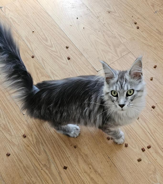 Female Polydactyl photo 2