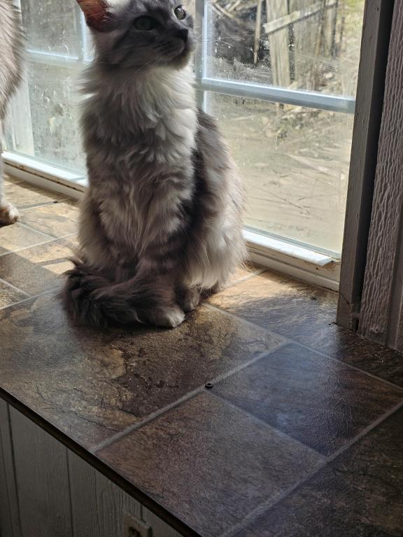 Female Polydactyl photo 7