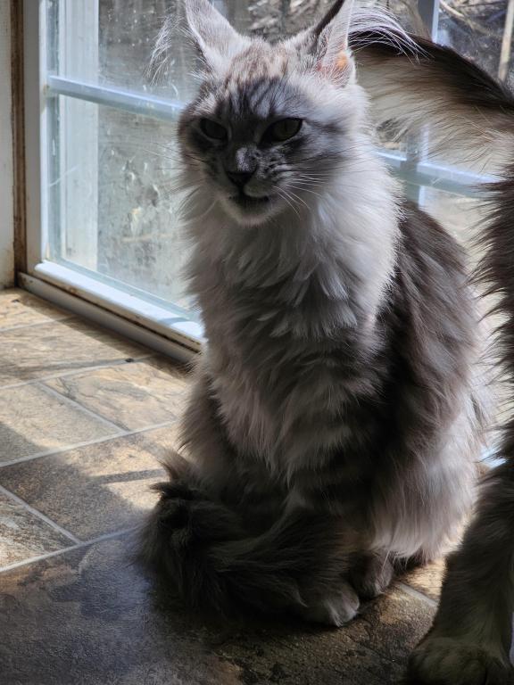 Female Polydactyl photo 6