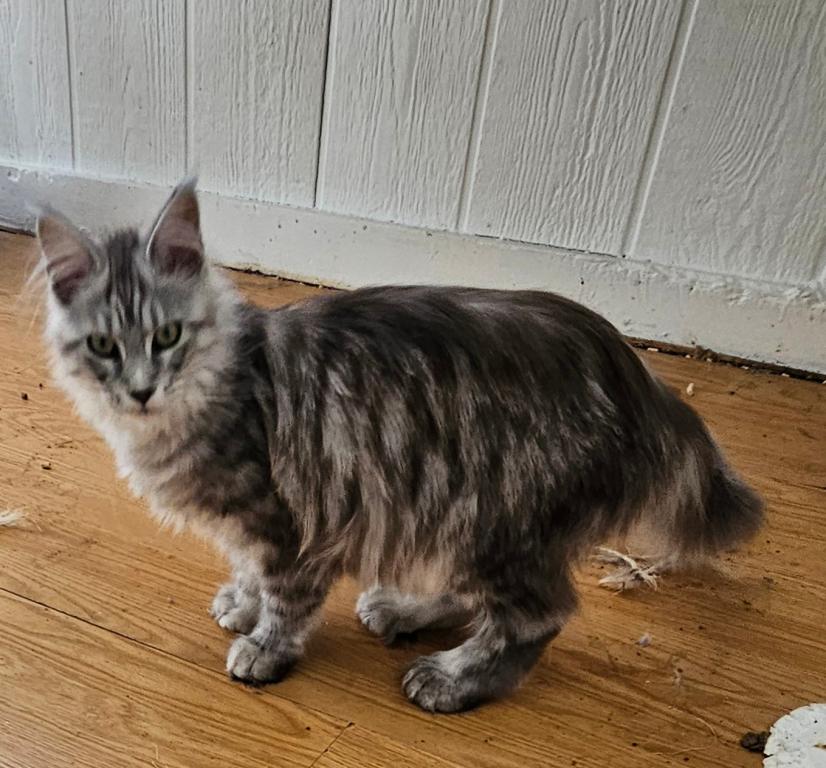 Female Polydactyl photo 4