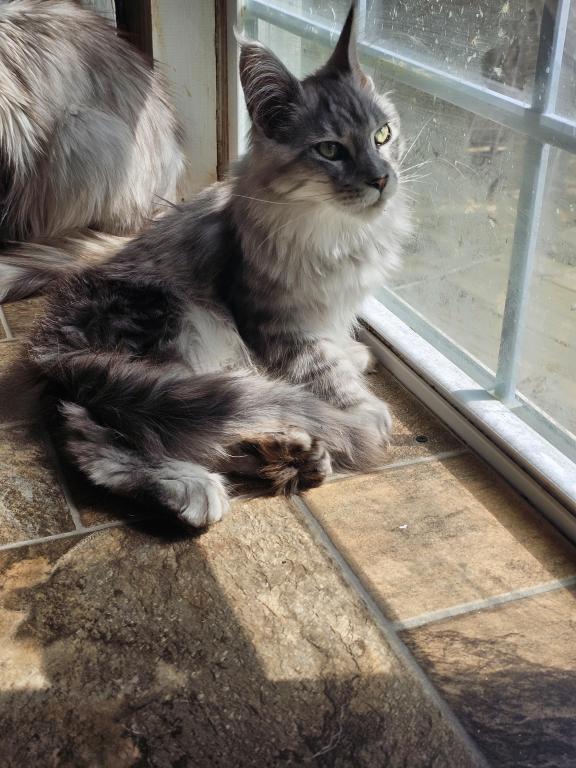 Female Polydactyl photo 5