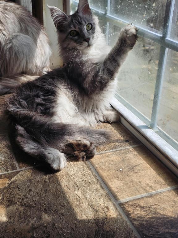 Female Polydactyl