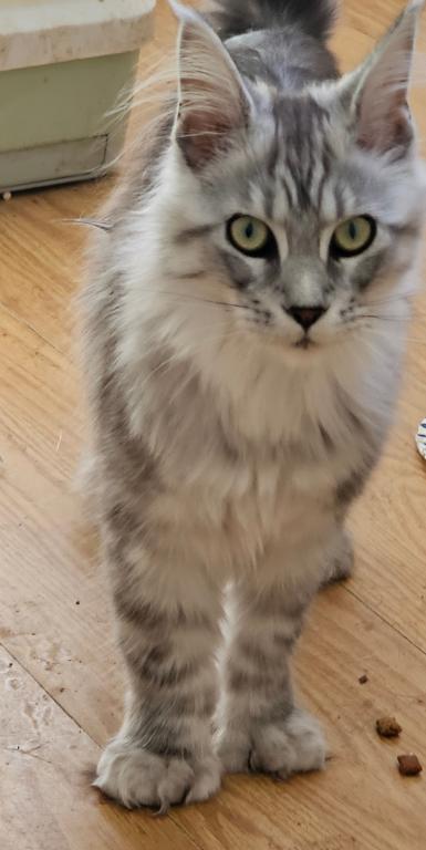 Female Polydactyl photo 3
