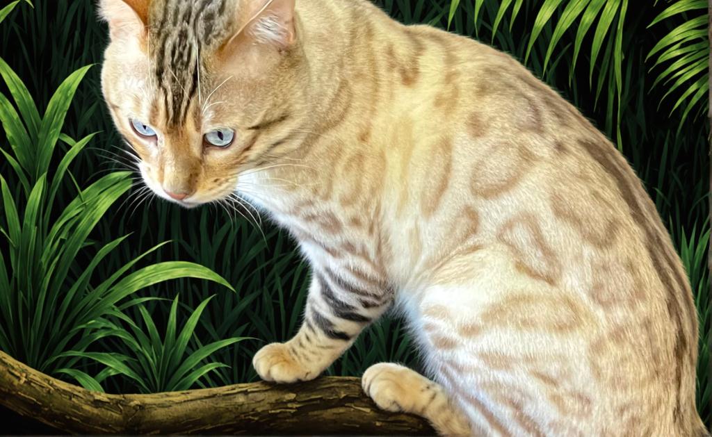 Seal Point Lynx Bengal photo 3