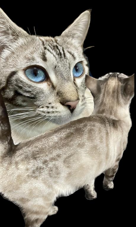 Seal Point Lynx Bengal photo 2