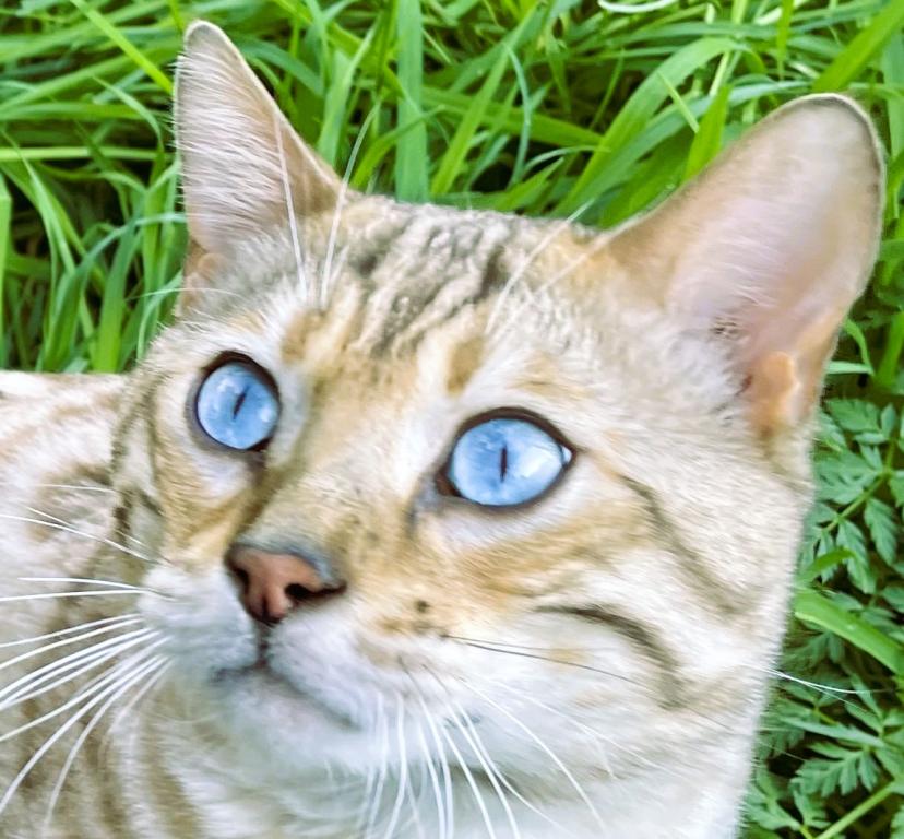 Seal Point Lynx Bengal