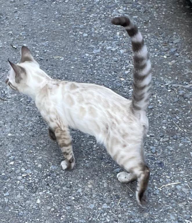 Seal Point Lynx Bengal photo 1