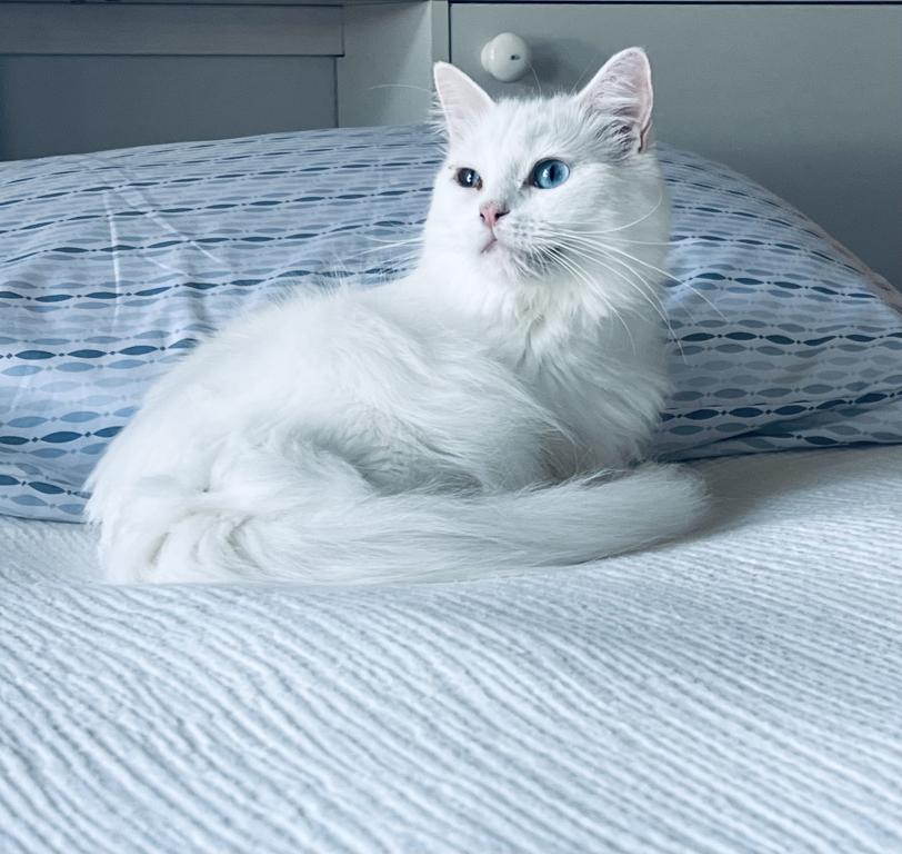 Princess