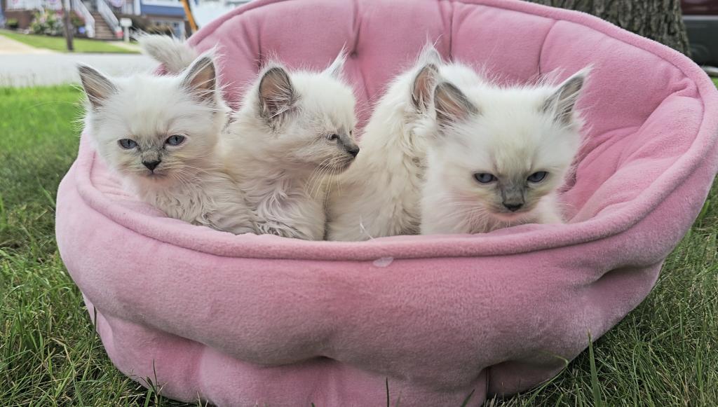 Gorgeous New Litter Of Lilac Minks photo 5