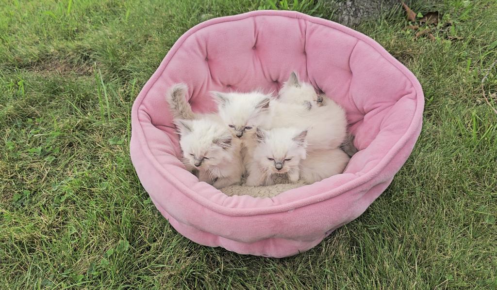 Gorgeous New Litter Of Lilac Minks photo 2