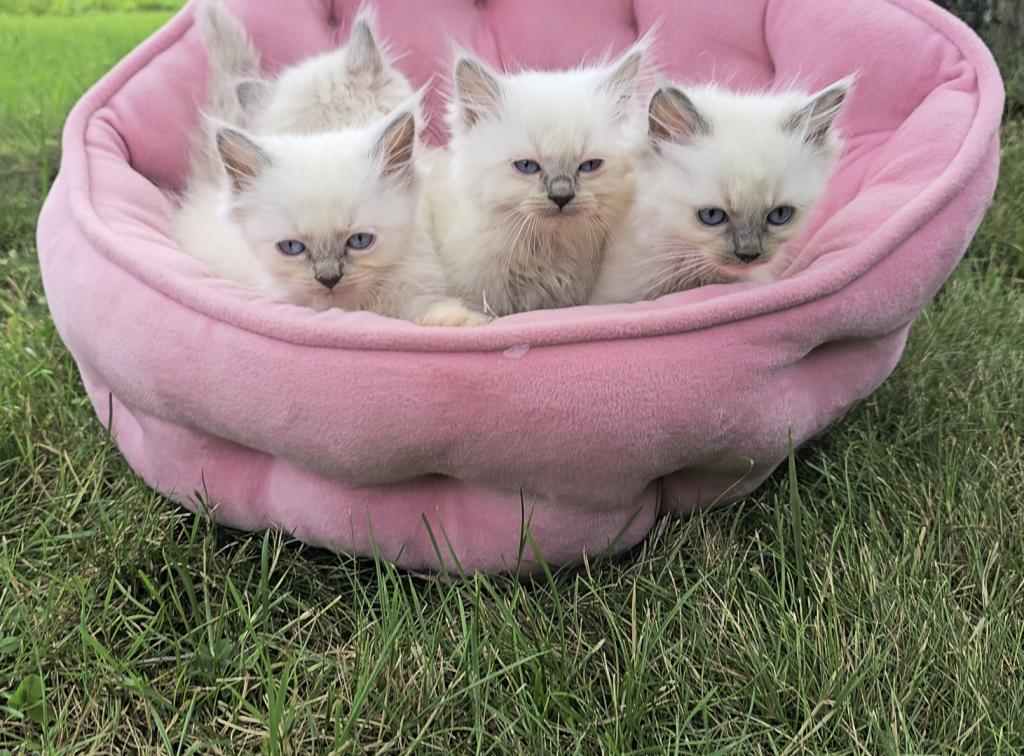 Gorgeous New Litter Of Lilac Minks photo 4