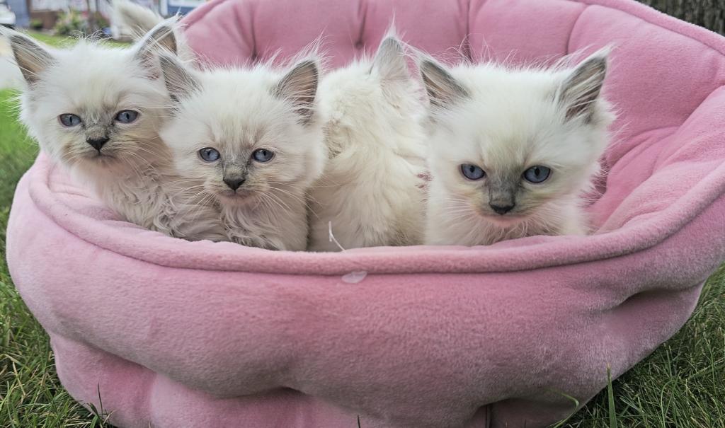 Gorgeous New Litter Of Lilac Minks photo 6