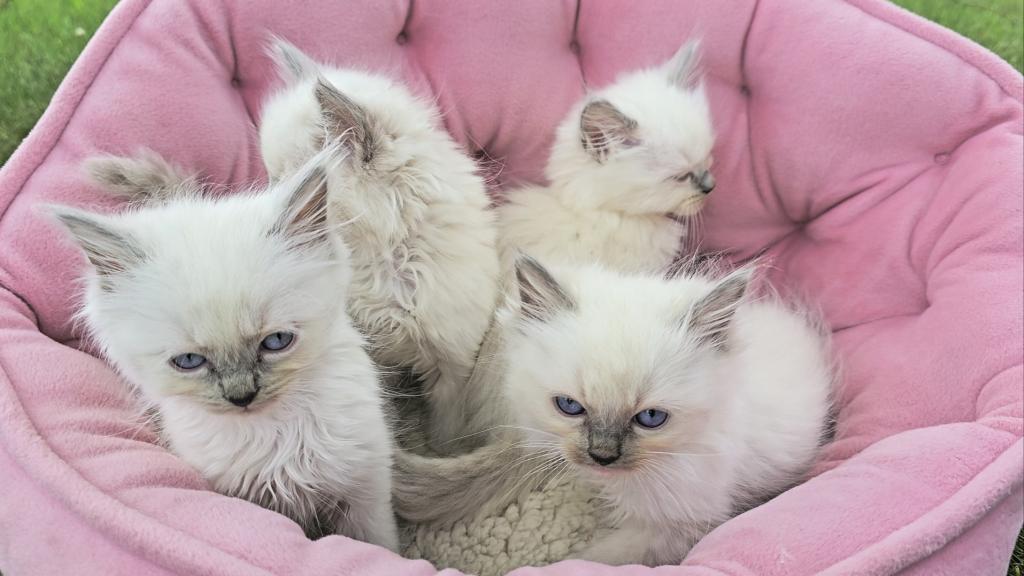 Gorgeous New Litter Of Lilac Minks