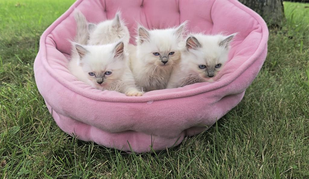 Gorgeous New Litter Of Lilac Minks photo 3