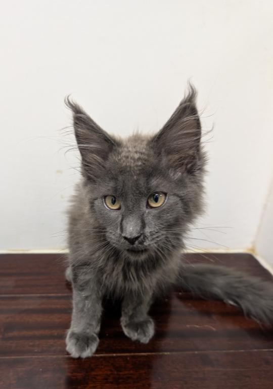 TICA Maine Coon photo 2