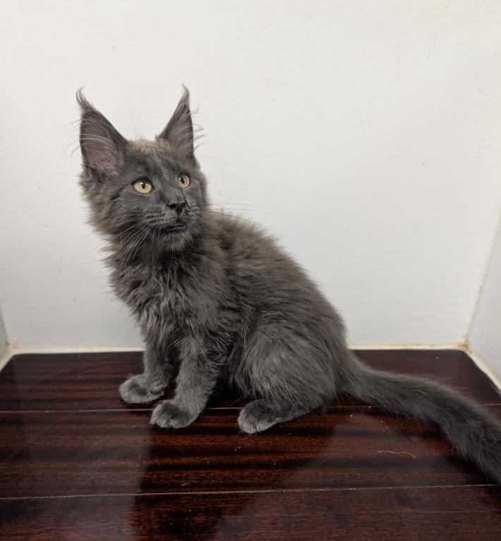 TICA Maine Coon