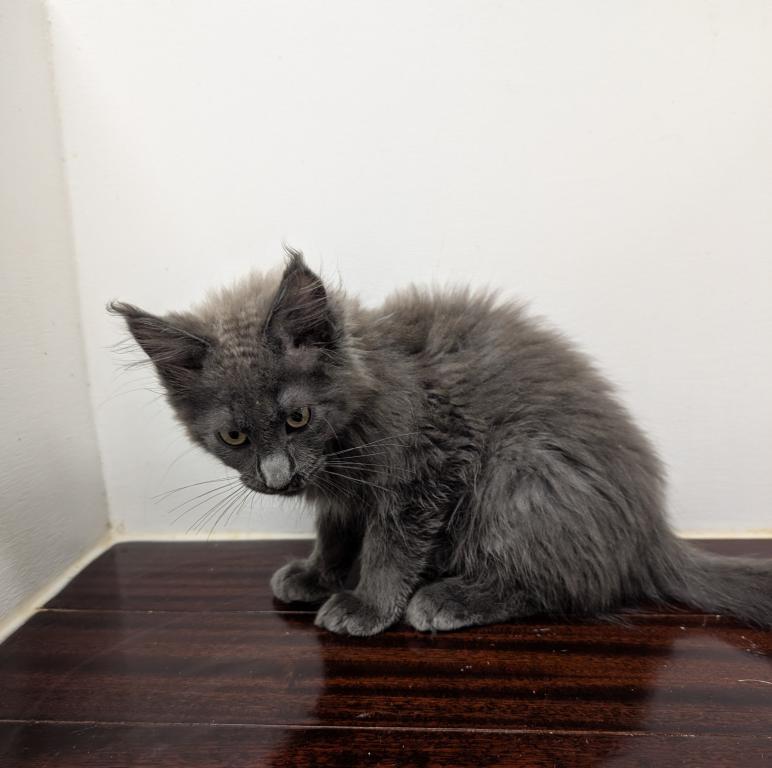 TICA Maine Coon photo 4