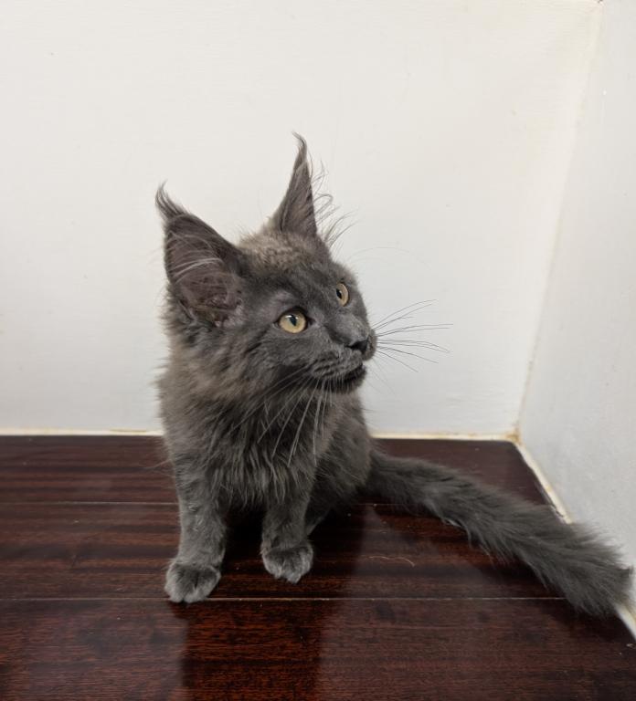 TICA Maine Coon photo 3