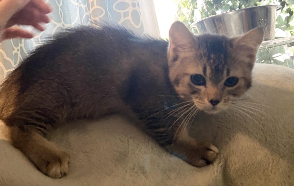 Ticked Tabby Short Legged Boy photo 6
