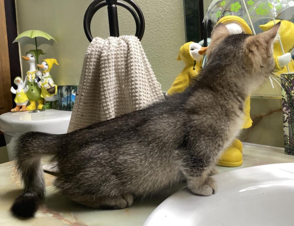 Ticked Tabby Short Legged Boy photo 3