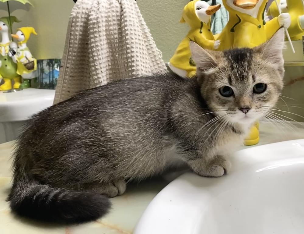 Ticked Tabby Short Legged Boy