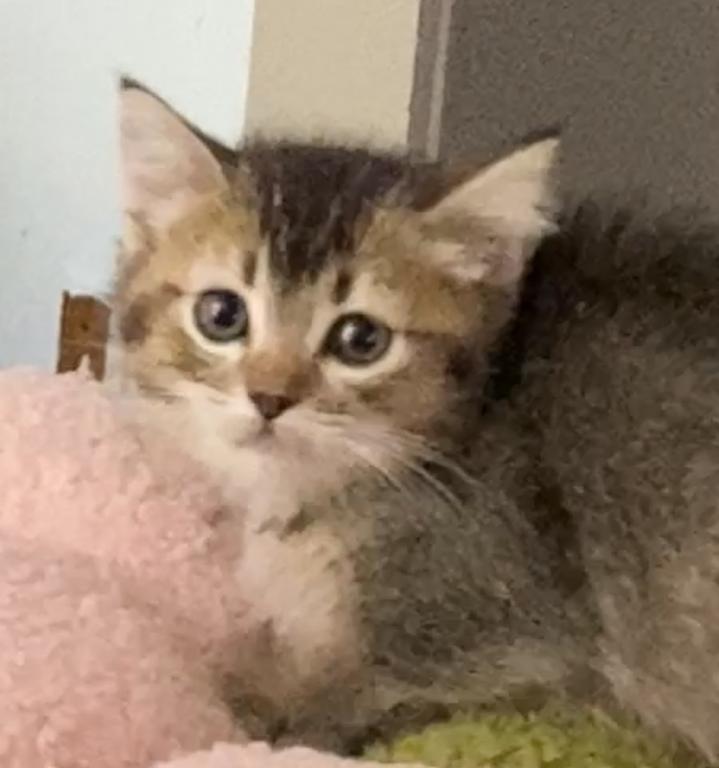Ticked Tabby Short Legged Boy photo 7
